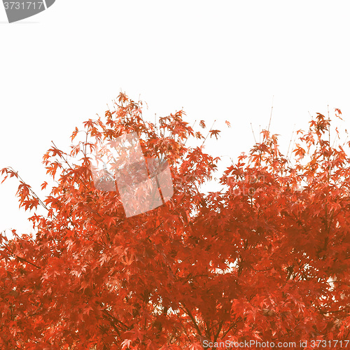 Image of Retro looking Maple leaves