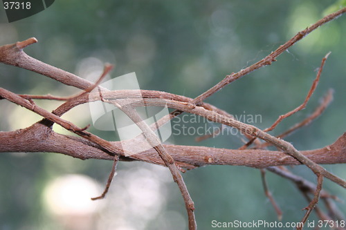 Image of tree branch