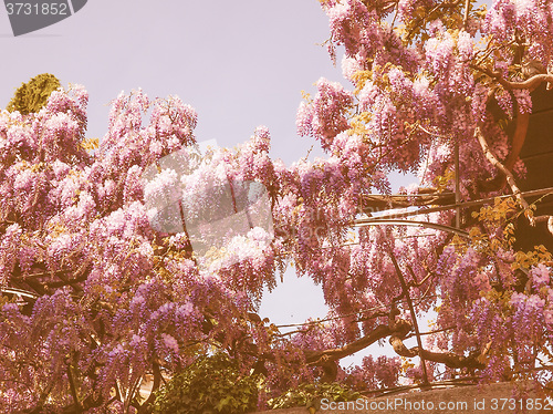 Image of Retro looking Wisteria