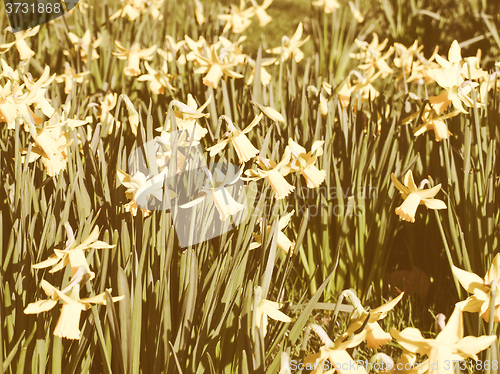 Image of Retro looking Daffodils