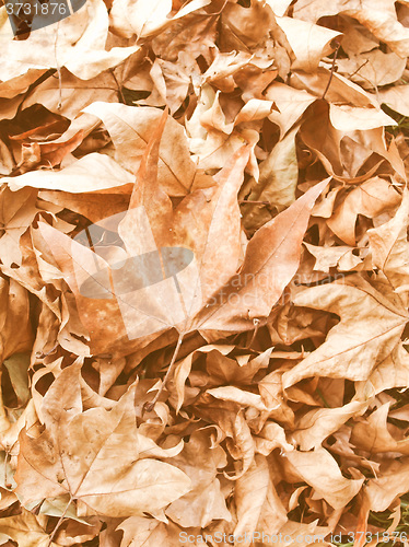 Image of Retro looking Falling leaves