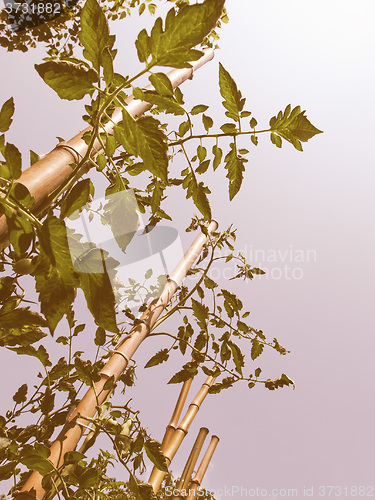 Image of Retro looking Tomato plants