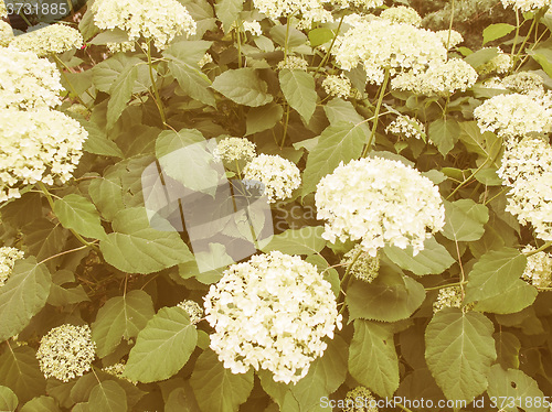 Image of Retro looking Hortensia flower