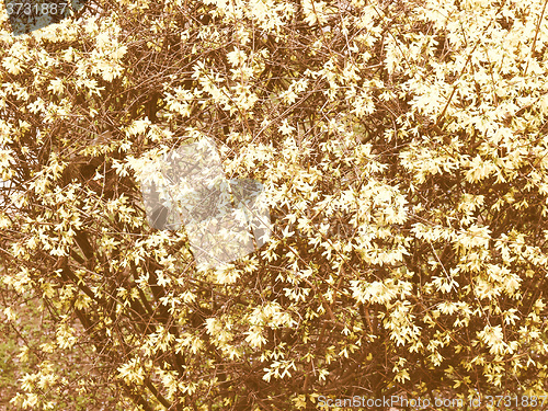Image of Retro looking Forsythia flowers