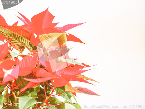 Image of Retro looking Poinsettia Christmas star