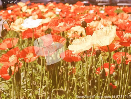 Image of Retro looking Papavers
