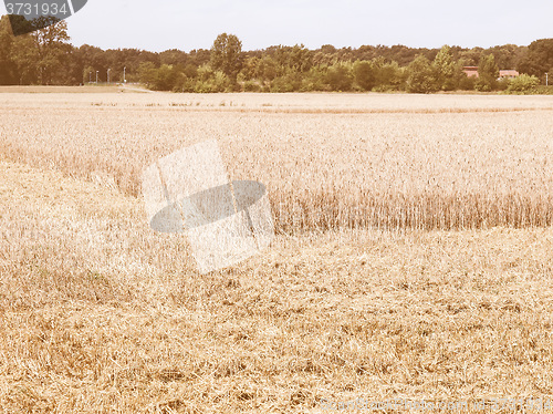 Image of Retro looking Harvest picture