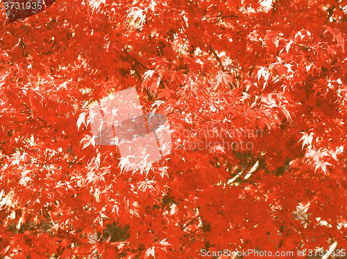 Image of Retro looking Maple leaves