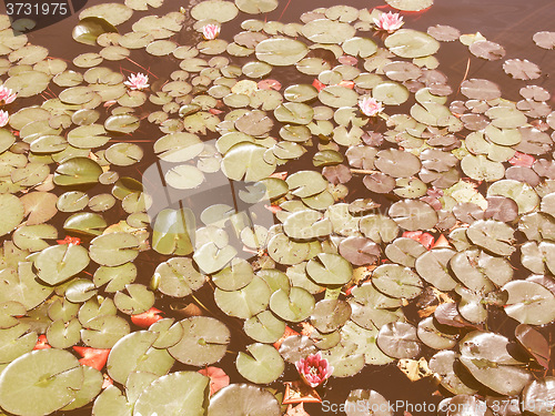 Image of Retro looking Waterlily