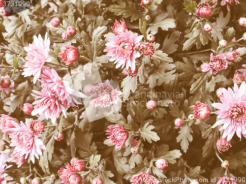 Image of Retro looking Chrysanthemum picture