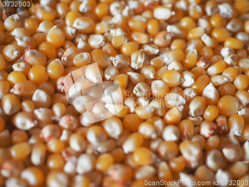 Image of Pop corn maize
