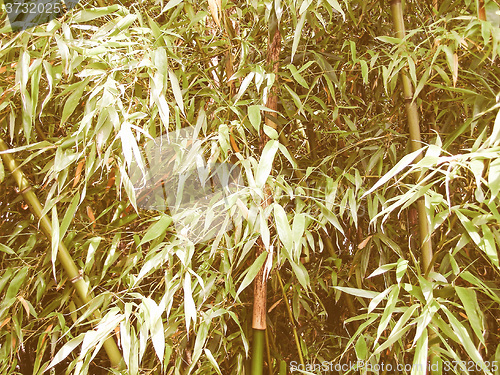 Image of Retro looking Bamboo