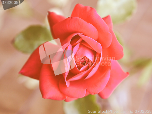 Image of Retro looking Rose