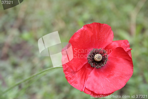 Image of Another poppy flower