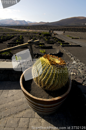 Image of cactus wall grapes  