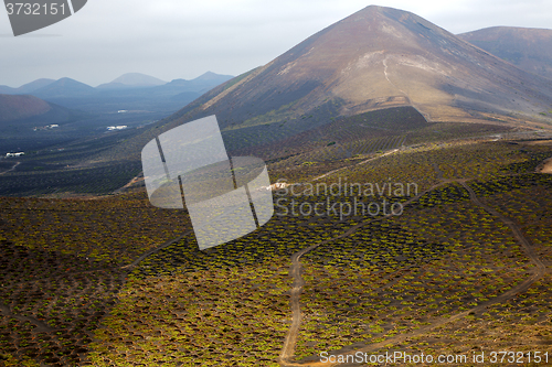 Image of  winery lanzarote spain la crops  cultivation viticulture 