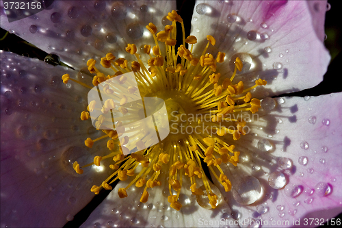 Image of macro close up flowering     pink rosa canina