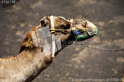 Image of africa brown dromedary bite in the v 