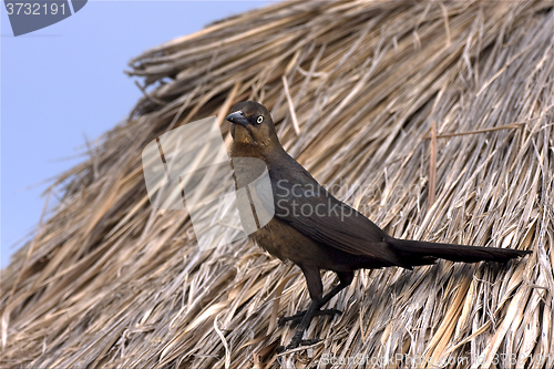 Image of parrow whit gold eye in straw