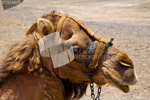 Image of africa brown dromedary bite volcanic lanzarote spain