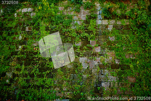 Image of Old gray stone wall with green moss texture background