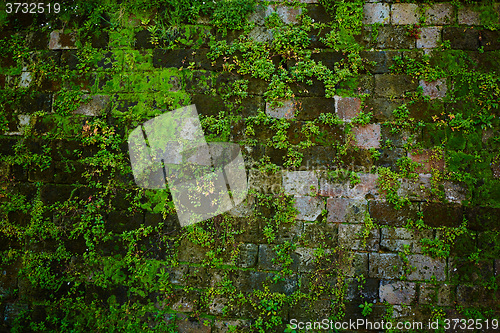 Image of Old gray stone wall with green moss texture background