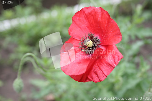 Image of Poppy flower