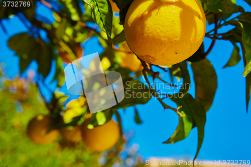 Image of The orange tree