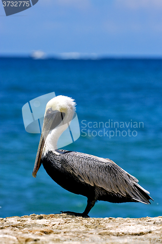 Image of side of little white black pelican