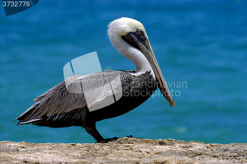 Image of   white black pelican whit black eye 