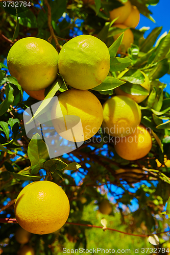 Image of The orange tree