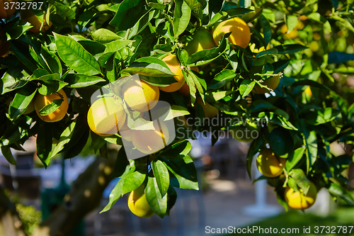 Image of The orange tree