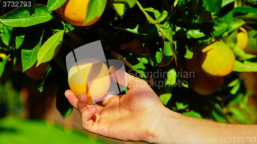 Image of The orange tree