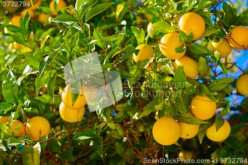Image of The orange tree