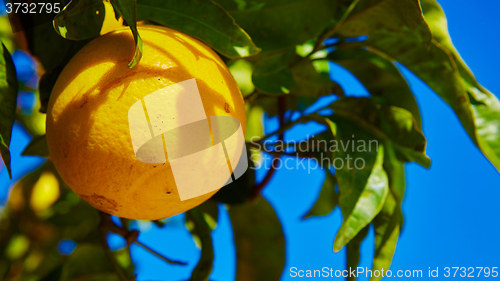 Image of The orange tree