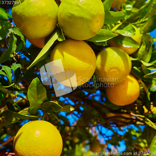 Image of The orange tree