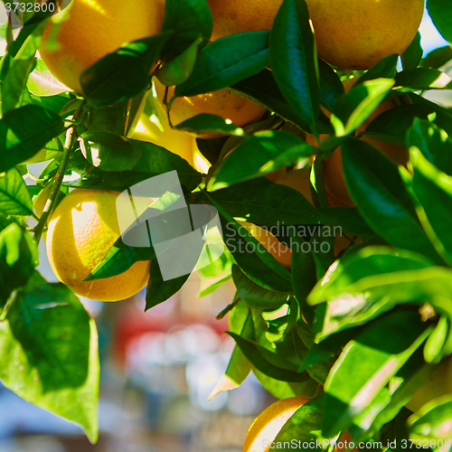 Image of The orange tree