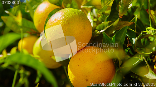 Image of The orange tree