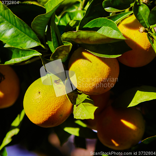 Image of The orange tree