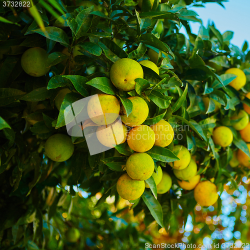 Image of The orange tree