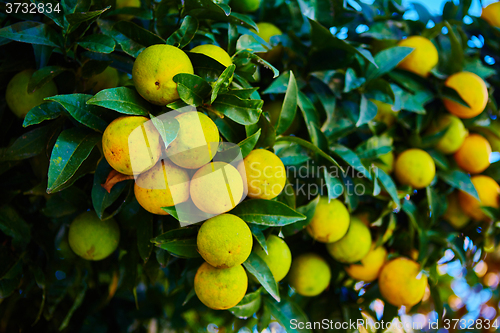 Image of The orange tree
