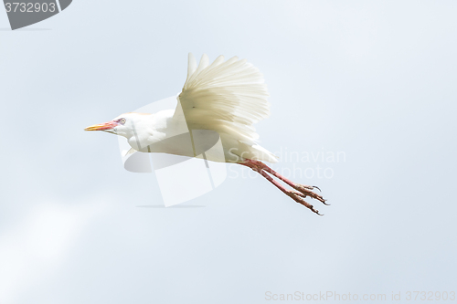 Image of Little Egret