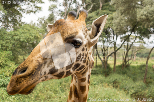 Image of Portrait of a Giraffe