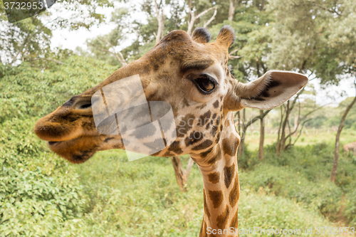 Image of Portrait of a Giraffe