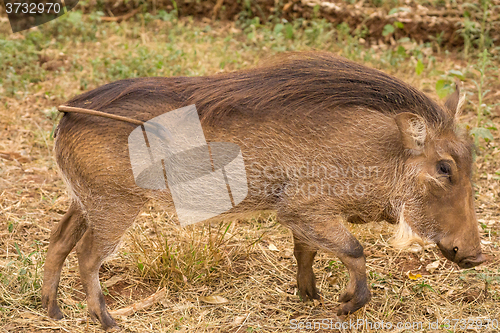 Image of African warthog