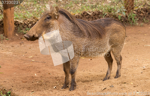 Image of African warthog