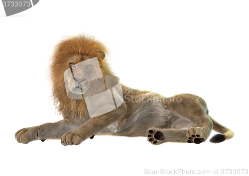 Image of Male Lion on White