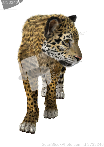 Image of Big Cat Jaguar