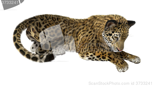 Image of Big Cat Jaguar