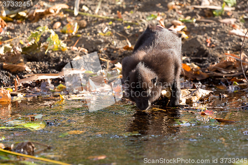 Image of Celebes crested macaque